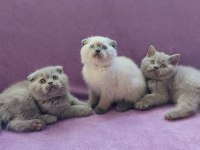 Scottish Fold Yavrularımız