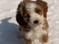 Mini Labradoodle Yavrular
