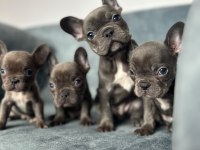 Kaliteli Blue French Bulldog Bebekler