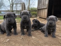 A Kalie Garantili Cane Corso Bebekler