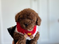 Tatlı poodle kızım Hera