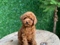 Toy poodle mini boy dişi yavrumuz