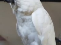 4 Aylık Yakışıklı Kakadu