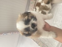 shiranian melez köpekler
