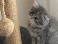 Chinchilla bebeklerimiz yeni yuvasını arıyor