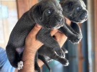 Blue dev gibi mavi gözlü cane Corso yavrularım