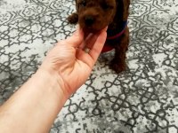 Toy poodle yavrular