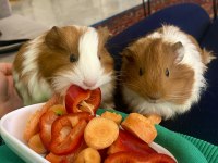 Karamel & Latte guinea pig