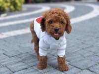 KİLO GARANTİLİ TOY POODLE YAVRULARIMIZ