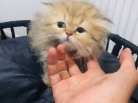 British longhair 2 aylık erkek