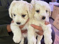 Beyaz Tüy Dökmez Maltipoo Bebekler