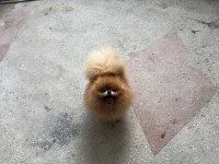 Pomeranian Boo Teddy Bear Dişi