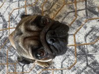 10 aylık erkek pug