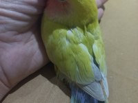 Full evcil nadir renk lila kuyruklu sevda papağanı yavrusu