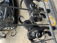 Cane corso yavrular