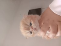 1 aylık iran kedisi yavru ve annesi