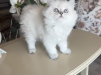 British longhair silver point dişi bebekler