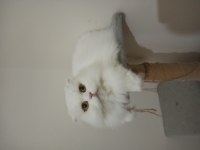 British longhair dişi kedimiz