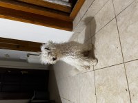 Yavru köpeğimi sahiplenme