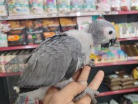 Bebek Jakolar Kırmızı Kuyruk Kango