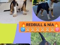 BULL TERRİER PUPPY