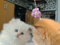 Full şecereli british longhair prensese yuva arıyorum