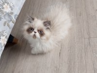 Son iran kedisi yavrularım