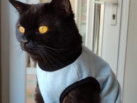 Güzel british Shorthair Kızım Lucy e Ömürlük Yuva Arıyoruz
