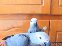 Jako papağanı yavrularımız yeni ailelerine gitmeye hazır
