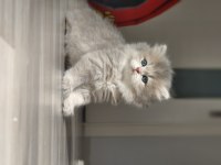 British longhair ay11