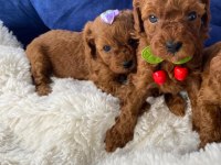 SAĞLIK VE IRK GARANTİLİ TOY POODLE