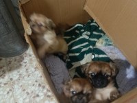 Yavru pekinez cinsi köpek
