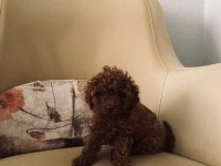 Toy poodle Kore mini boy