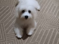 Acil maltese terrier 4 aylık