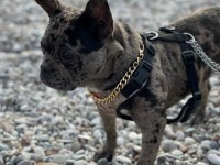 Egzotik merle french bulldog