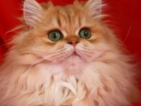 Safkan British Longhair