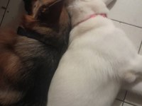 Köpeklerimiz Tina ve Şila evde büyüdüler