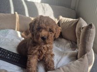 Yakışıklı poodle prens teslime hazır