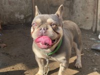 Lilac Tan Erkek French Bulldog