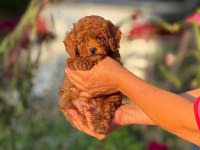 2 Aylık erkek POODLE