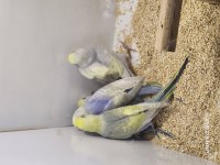 Rainbow Spangle Opal Japones Albino Muhabbet Yavrular