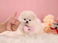 Minik Teacup Pomeranian Boo