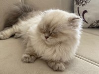 BRITISH LONGHAIR SILVER 4.5 AYLIK