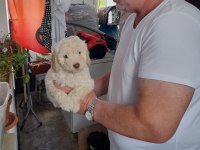 Sahibinden Poodle Yavruları