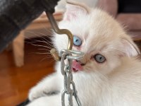 Evimizin minik scottish fold bebekleri