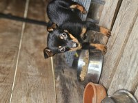 Minyatür pinscher anne baba kendi hayvanlarım
