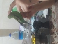 Erkek spangle muhabbet kuşu yavru