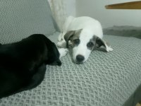 4 aylıklar anne jack russell baba puanter 7 yavru