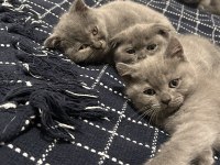 british scottish yavru kedi safkan
