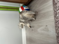 Scottish fold ücretsiz dişi kısır